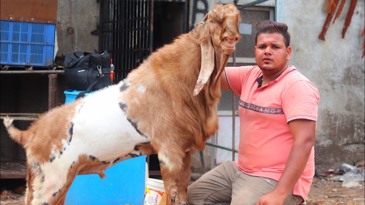 Bakra seling